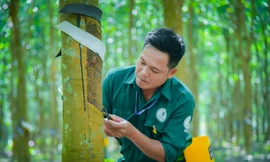 VRG vượt kế hoạch lợi nhuận năm 2025 ngay sau 9 tháng – Dấu ấn 96 năm bản lĩnh ngành Cao su Việt Nam