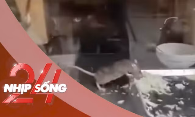 NHỊP SỐNG 24: Chuột thản nhiên gặm rau, thịt trong tủ bánh mì ở Hà Nội gây sốc