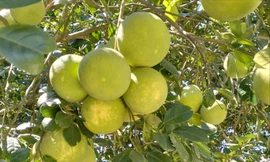 Huế vào mùa quả ngọt thanh, ruột giòn, hương thơm không nơi nào có 