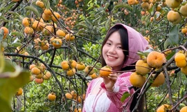 Vườn hồng chín trĩu cành, lên ảnh đẹp như thiên đường ở Mộc Châu