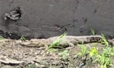 Phát hiện cá sấu nằm phơi nắng dưới kênh ở TPHCM