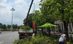 Chặt hạ, dịch chuyển loạt cây xanh để mở rộng khu vực Quảng trường Ba Đình