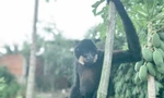 Lực lượng kiểm lâm TPHCM bắn thuốc mê bắt giữ vượn má vàng quý hiếm đi lạc vào nhà dân