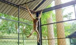 Người dân TPHCM tự nguyện giao nộp vượn má vàng quý hiếm