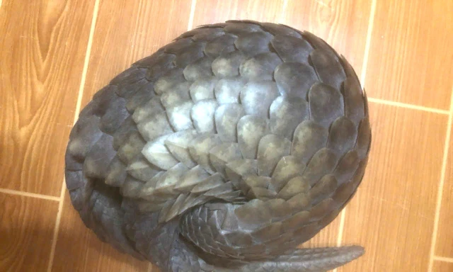 Thấy con vật lạ ngáng đường, người dân mang đến công an mới biết thú quý hiếm