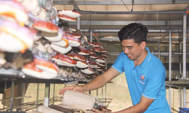 Kỹ sư bỏ phố về quê giúp nông dân kiếm tiền