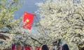 Tour hoa mận Mộc Châu nở rộ mấy năm nay khiến đường lên Mộc Châu vào mùa hoa năm nào cũng tắc 