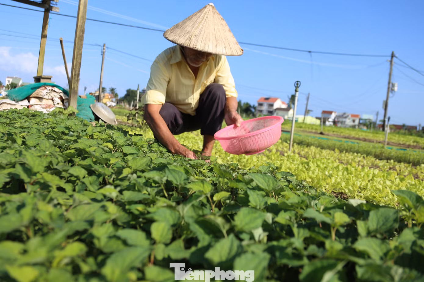 tp-lang-rau-tra-que-2121.jpg
