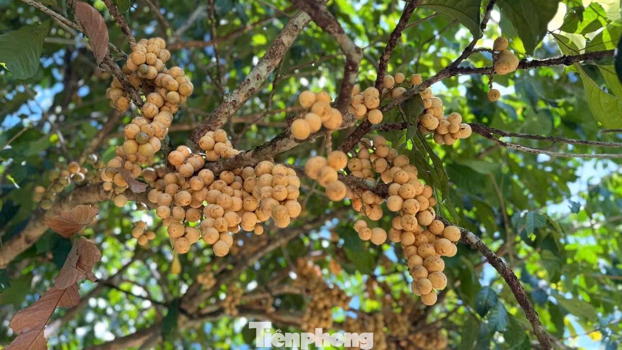 tp-bon-bon-3574.jpg