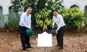 Tổng Bí thư, Chủ tịch nước Tô Lâm trồng cây trong khu vườn nổi tiếng của Singapore