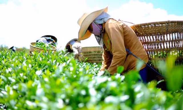 Xuất khẩu nông sản Việt 'ngấm đòn' chiến sự Trung Đông
