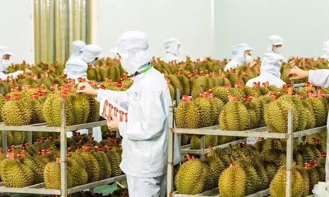 Cảnh báo thị trường xuất khẩu nâng chuẩn, nông sản Việt phải thay đổi từ vùng trồng