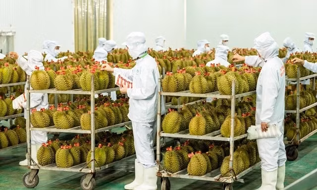 Bộ Nông nghiệp lên tiếng về thông tin nguy cơ xuất khẩu sầu riêng bị tắc do thiếu phòng xét nghiệm Cadimi