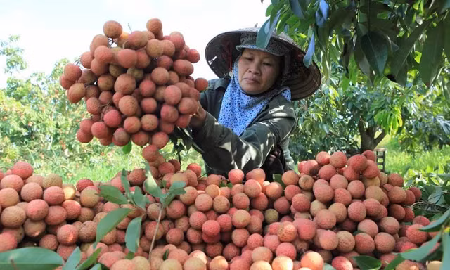 Nghịch lý mùa vải năm nay 