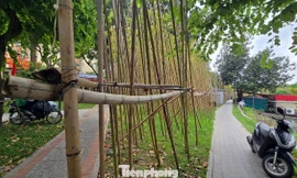 Rừng trúc bên hồ Trúc Bạch nhiều cây chết như củi khô, người dân tiếc nuối