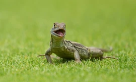 Những 'cổ động viên đặc biệt' trên sân FLC Golf Links Quy Nhơn