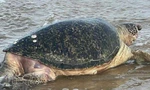 CLIP: Cụ rùa 50 tuổi lụy vào bờ Mũi Né, ngư dân làm lễ an táng trang trọng