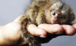 Mục sở thị loài khỉ nhỏ nhất thế giới