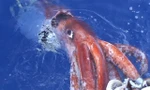 Mực khổng lồ nước sâu, hiện thân của quái thú Kraken