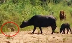 Trâu rừng đánh đuổi cả báo và sư tử để bảo vệ con.