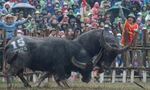 Xẻ thịt trâu vô địch, bán giá 7 triệu đồng/kg tại lễ hội chọi trâu Hải Lựu