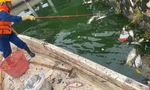 Vì sao tiếp tục xuất hiện cá chết tại hồ Tây?