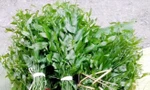 Rau ngót 200.000 đồng/kg khiến ai cũng sửng sốt