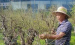 'Thủ phủ' đào Nhật Tân: Hối hả chăm cây, thấp thỏm 'ngóng' thời tiết