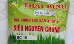 Vụ giống lúa BC15 giả: Không liên quan lúa lép ở các tỉnh
