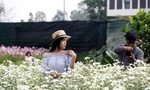 Vườn cúc họa mi trái mùa ở Đà Nẵng thu hút du khách