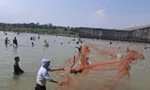Ngàn người săn 'lộc trời' dưới chân đập thủy điện Trị An 