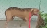 Một trong hai con Pitbull cắn chết người ở Long An.