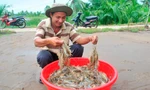 Nguy cơ thiếu hụt nguyên liệu tôm trầm trọng các tháng cuối năm