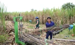 Thu hoạch mía ở Hậu Giang. Ảnh: Cảnh Kỳ