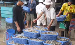 Tiềm ẩn rủi ro 'đứt gãy' thông tin truy xuất thủy sản