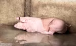 Trà Vinh phát hiện cơ sở giết mổ heo vi phạm