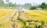Chính thức phê duyệt đề án 1 triệu ha lúa chất lượng cao