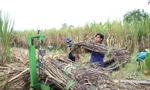 Nhà máy đường 'càng ép nhiều mía càng lỗ lớn'
