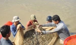 Đối diện nhiều thách thức, ngành tôm vẫn đặt mục tiêu kỷ lục