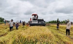 Điểm yếu nhất trong chuỗi giá trị lúa gạo là những người trồng lúa