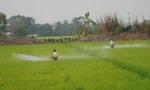 Nguyên tắc '4 đúng' khi dùng thuốc bảo vệ thực vật