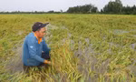 Xót xa cánh đồng lúa chín ở Hậu Giang ngập trong nước