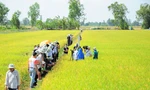 Đề xuất 800 tỷ đồng đầu tư hạ tầng Đề án 1 triệu ha lúa