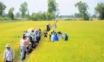 Đề xuất 800 tỷ đồng đầu tư hạ tầng Đề án 1 triệu ha lúa