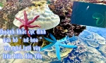Xem san hô 'nở hoa' và mùa lưới vây đặc sắc ở Việt Nam