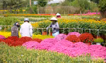 Làng hoa trăm tuổi ở Cần Thơ đẹp rực rỡ dịp cận Tết
