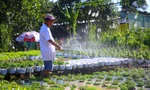 Làng hoa trăm tuổi ở Cần Thơ chuẩn bị hàng nghìn chậu hoa vụ Tết