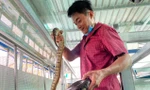 Cho rắn 'ở nhà lầu', anh nông dân ở miền Tây thu trăm triệu mỗi năm