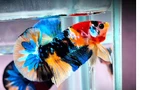 Bỏ vốn 5 triệu, chàng trai Cần Thơ thu nhập trăm triệu nhờ loài cá 'trang sức phương Đông'