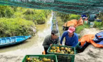 Thu hoạch cam